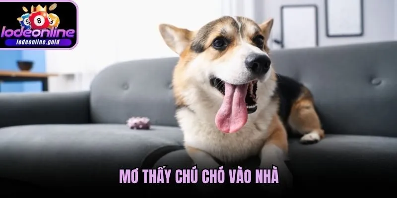 Mơ thấy chú chó vào nhà