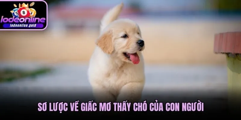 Sơ lược về giấc mơ thấy chó của con người